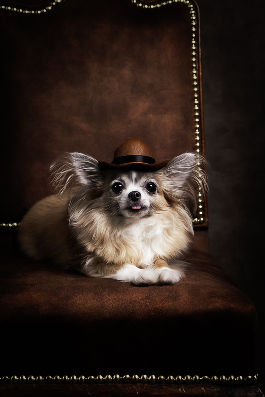 Fine art kutyafotózás Debrecenben - csivava kis barna kalappal