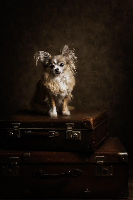 Fine art kutyafotózás Debrecen - csivava egy barna bőröndön.
