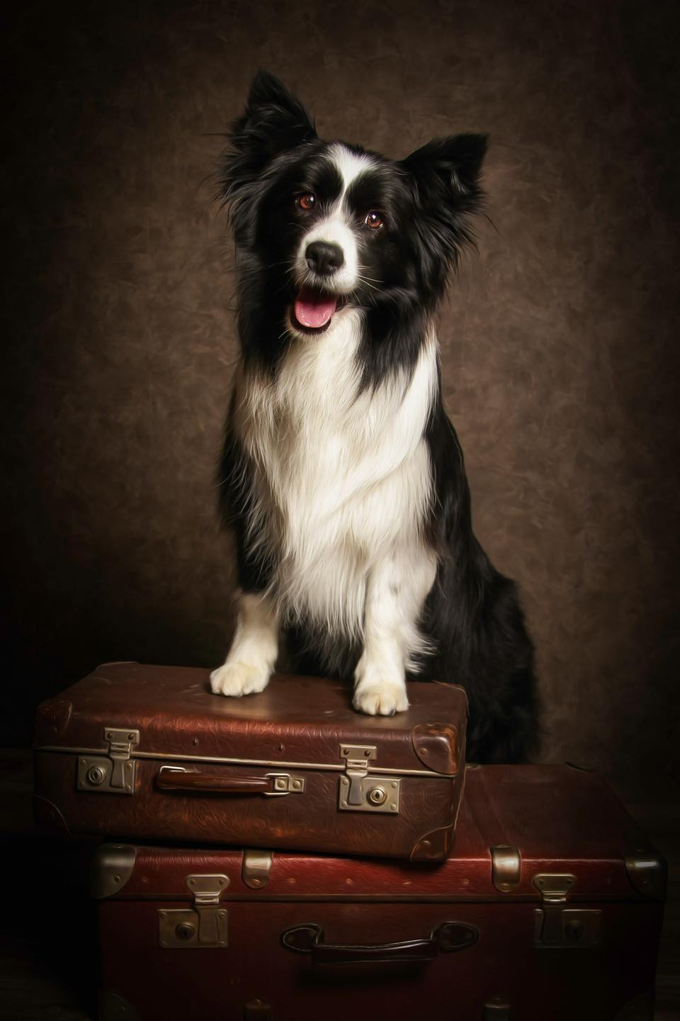 border-colei-fineart kutyafotozas