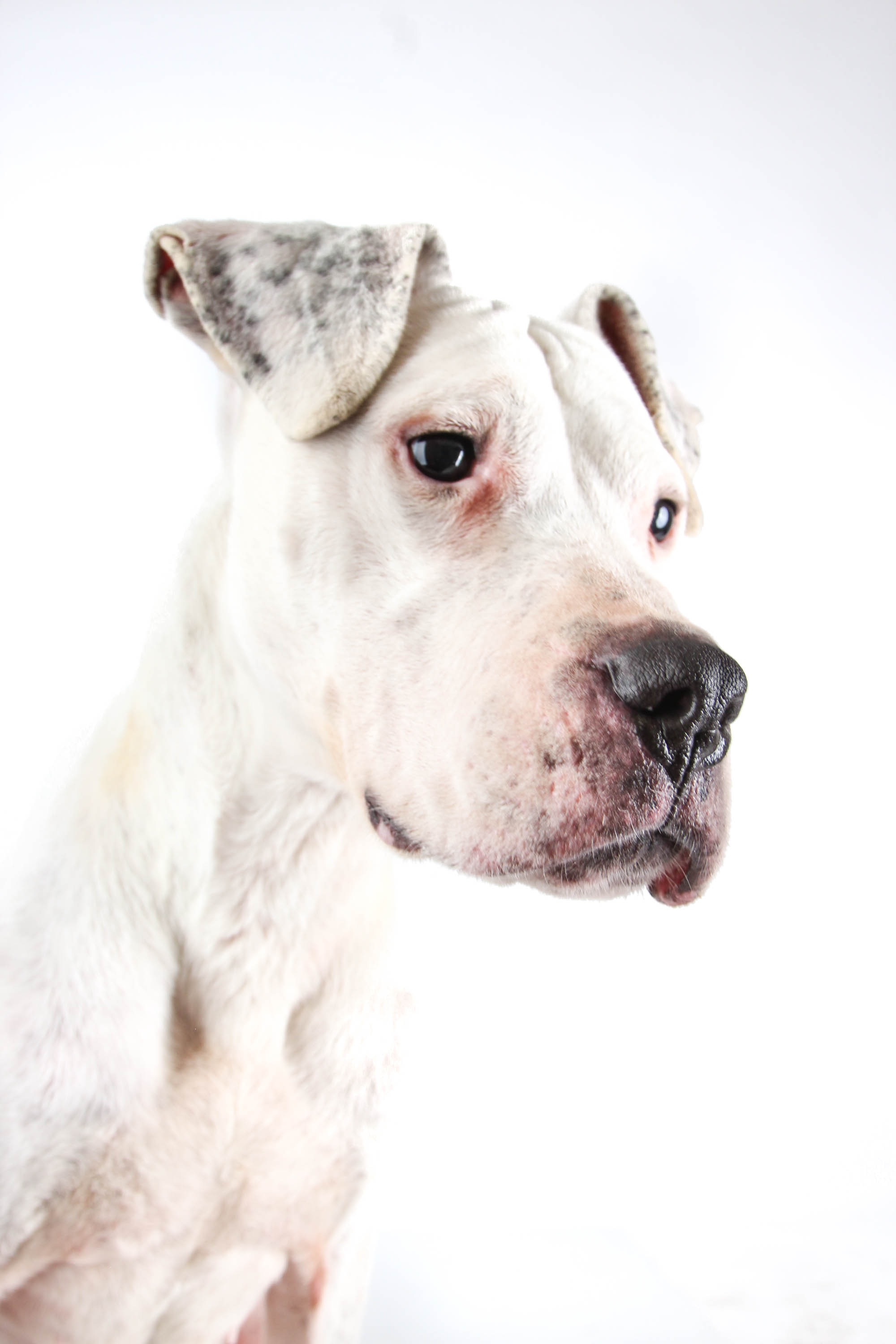 fehér kutyafotózás - portré debrecen