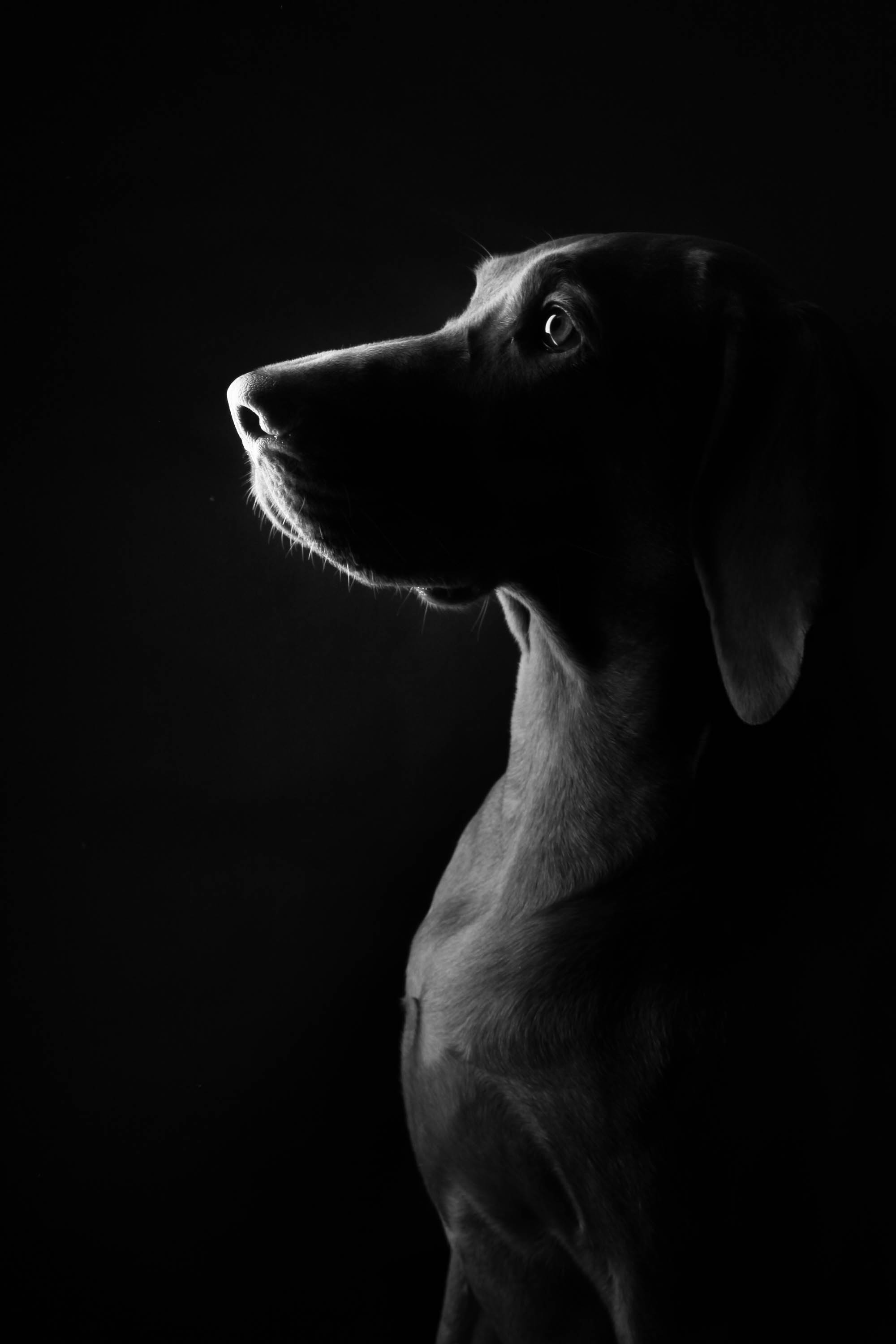fekete-feher-oldalprofilos-kutyaportre