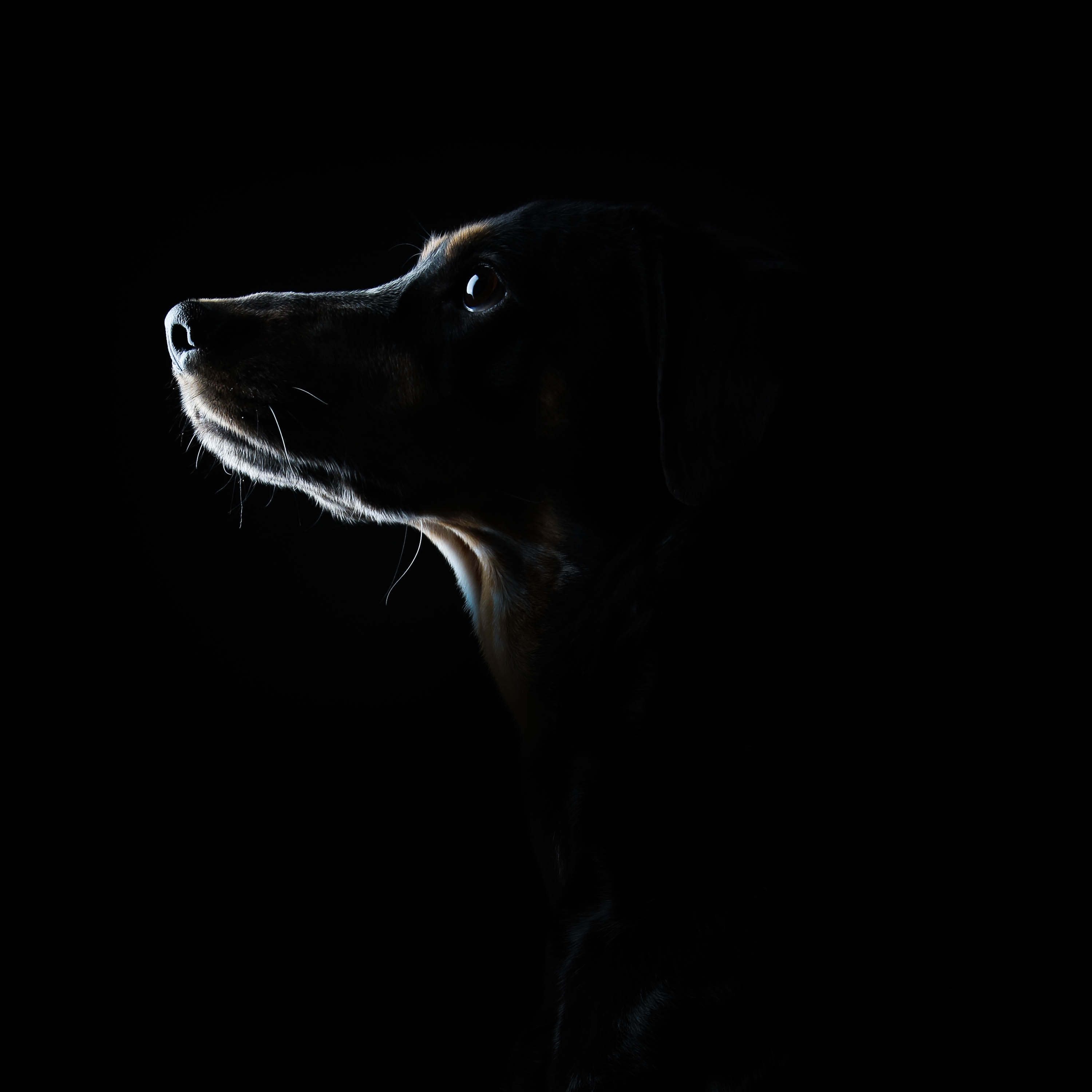 fekete-kutyaportre-oldalprofil