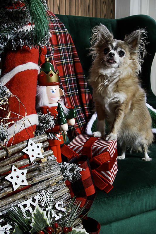 karácsonyi kutyafotózás Debrecen 2024 05