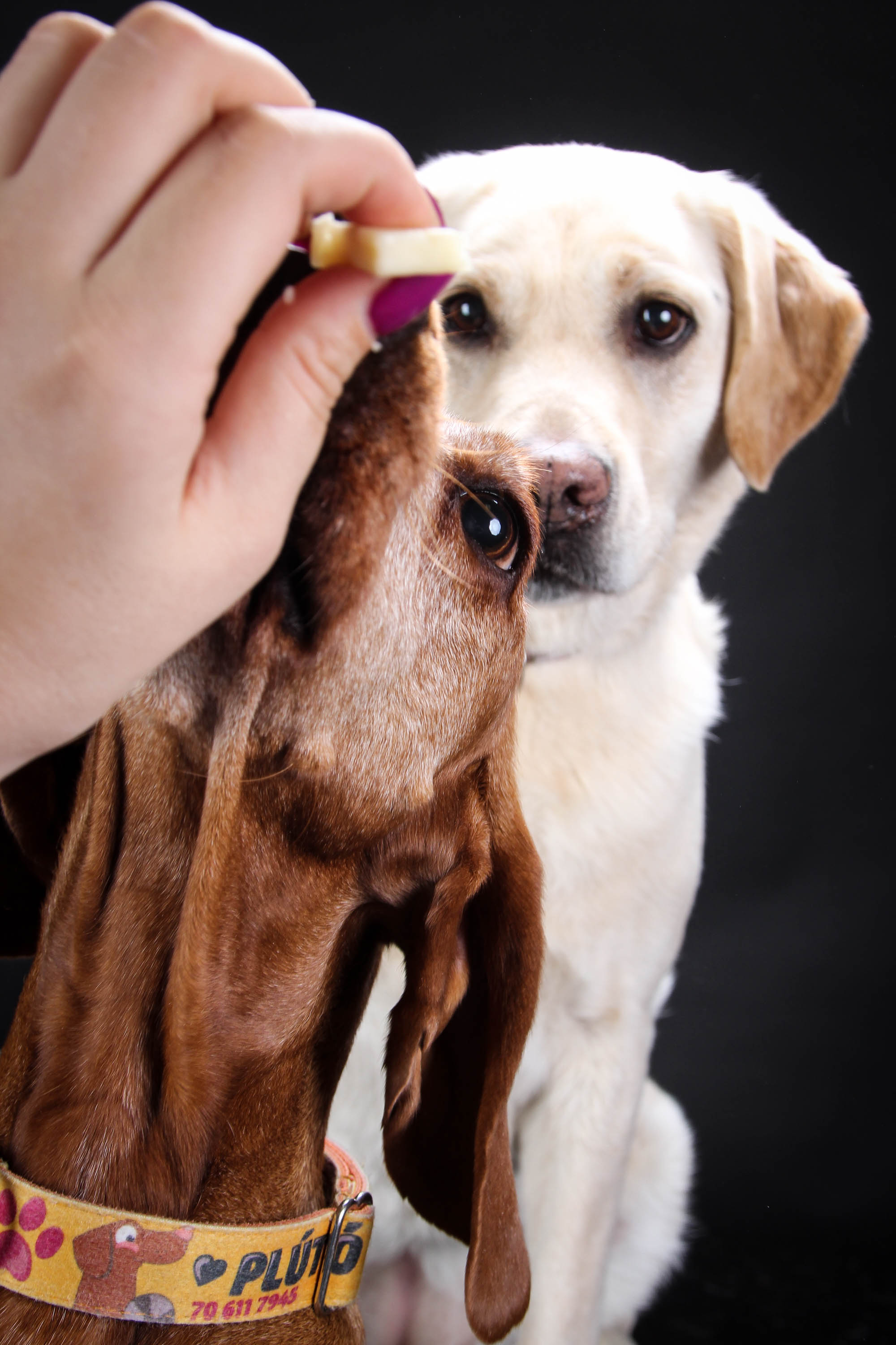 ket-kutya-egyik-jutalomfalatot-kap