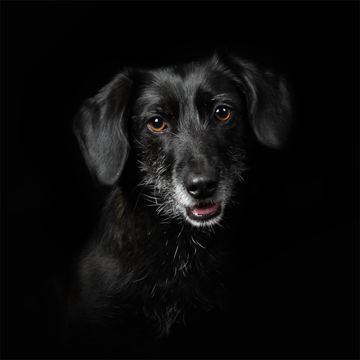 Kutyafotózás fekete háttérrel speciális csomag